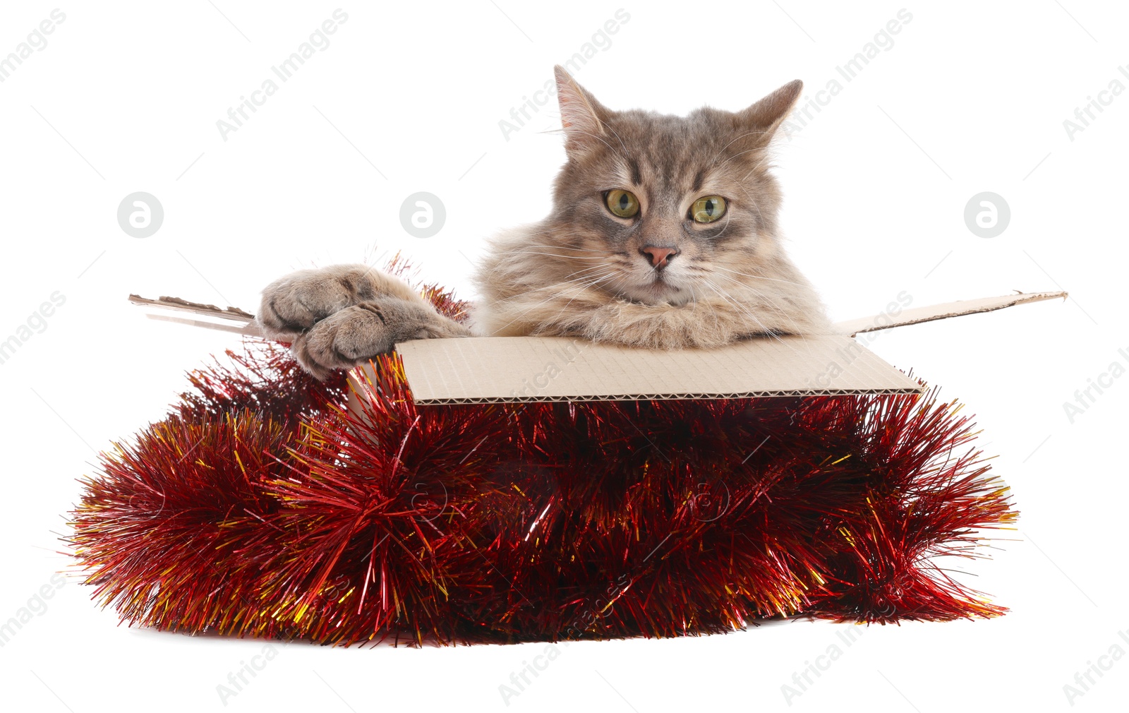 Photo of Cute cat in cardboard box and red Christmas tinsel isolated on white