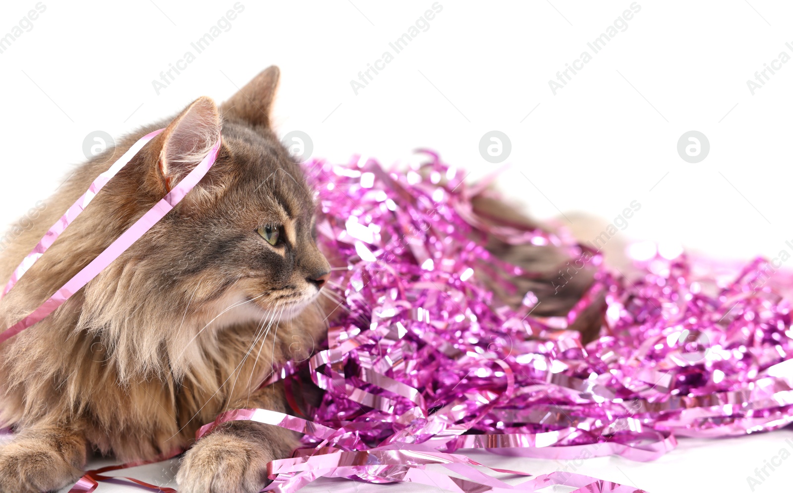 Photo of Cute cat with pink Christmas tinsel isolated on white