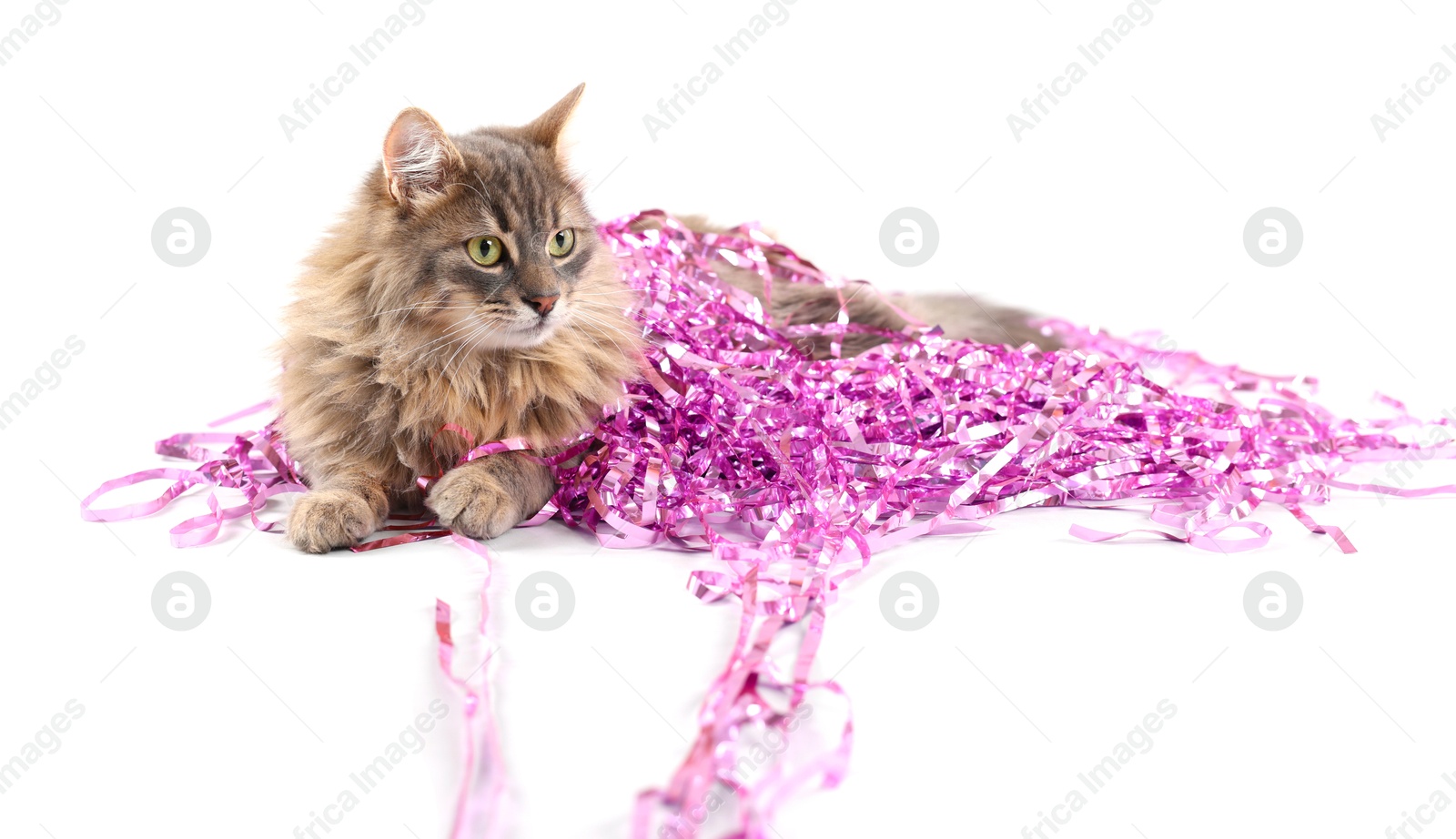 Photo of Cute cat with pink Christmas tinsel isolated on white