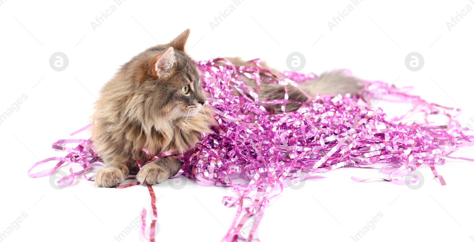 Photo of Cute cat with pink Christmas tinsel isolated on white