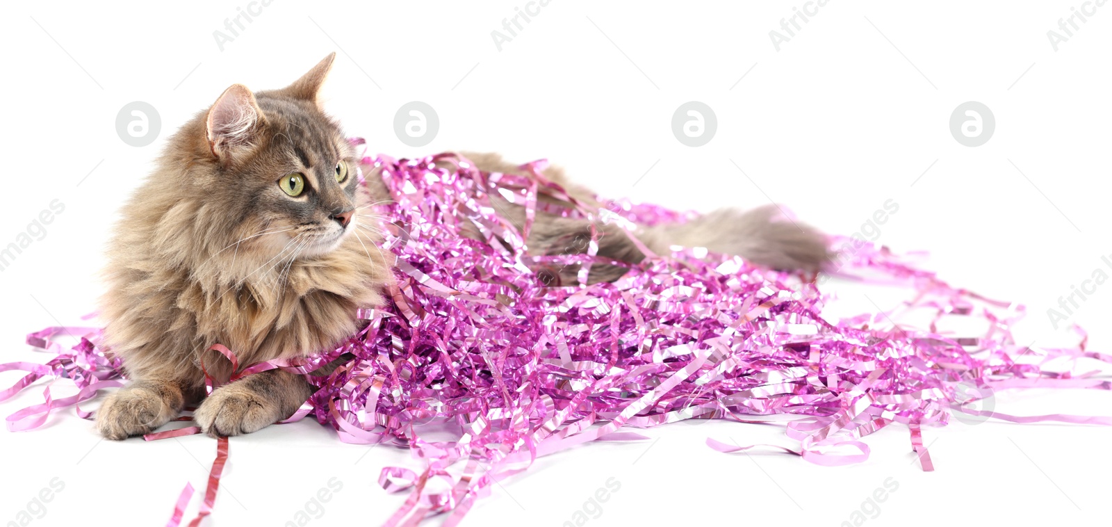 Photo of Cute cat with pink Christmas tinsel isolated on white