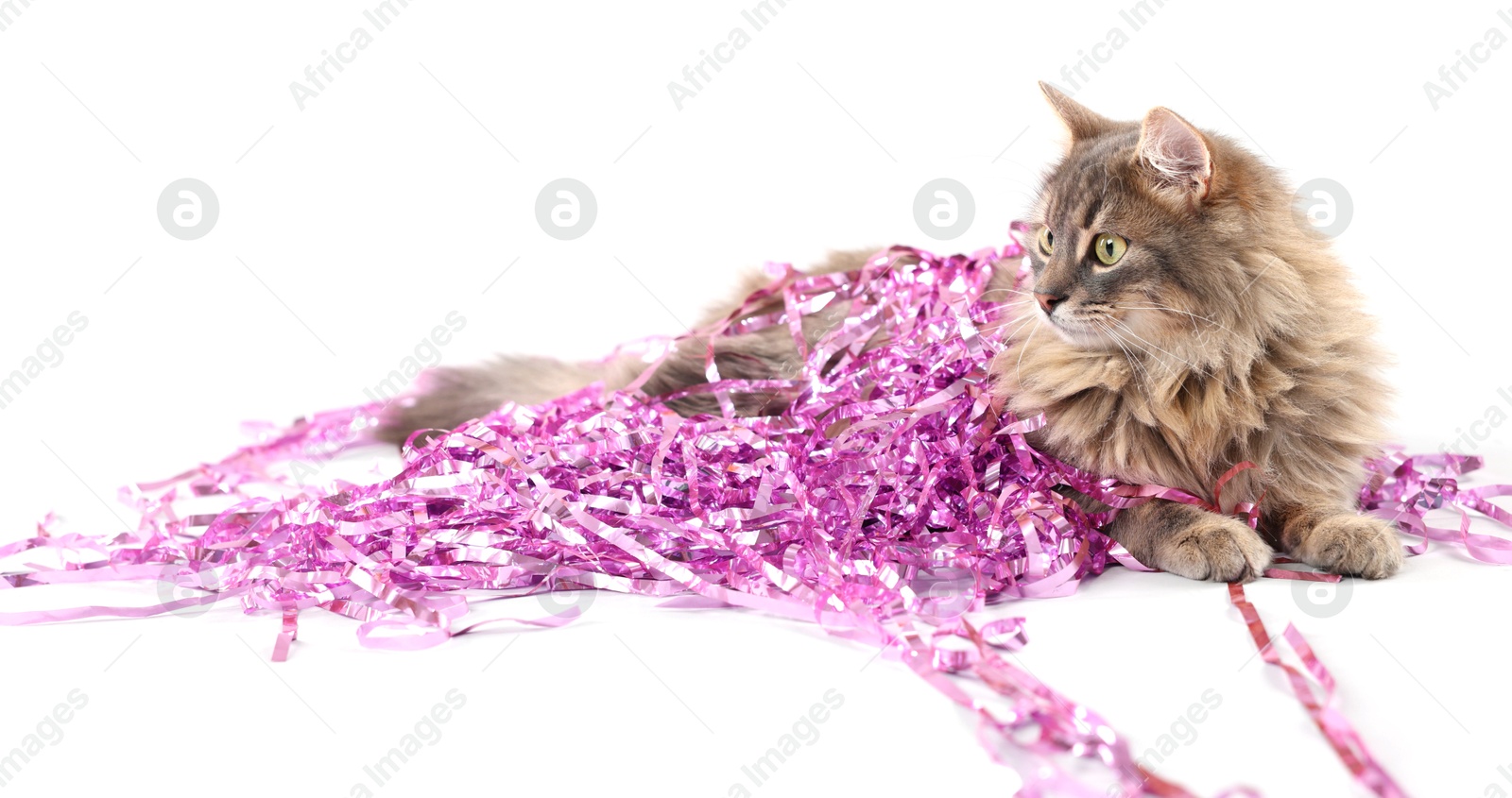 Photo of Cute cat with pink Christmas tinsel isolated on white