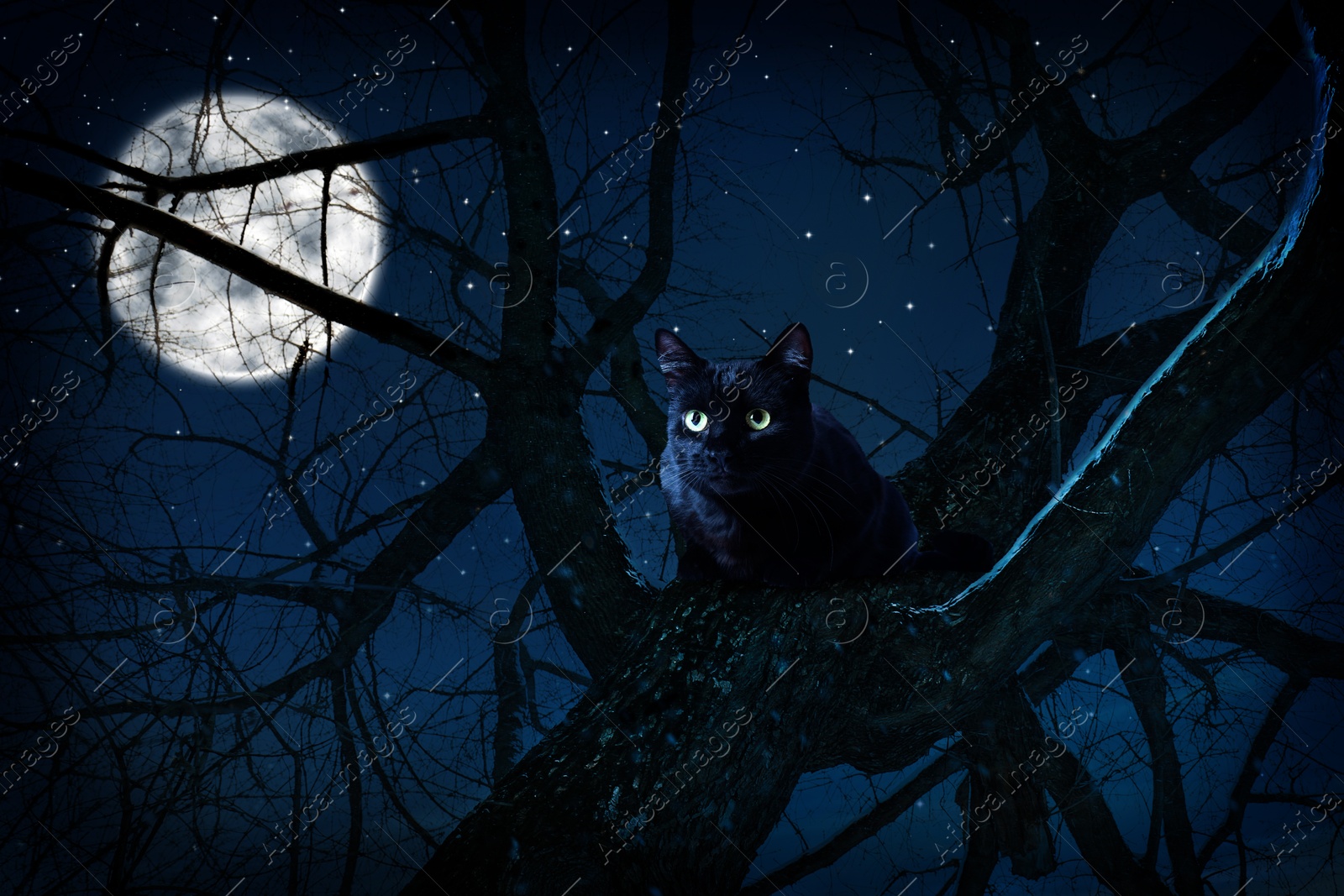 Image of Creepy black cat sitting on tree under full moon at night