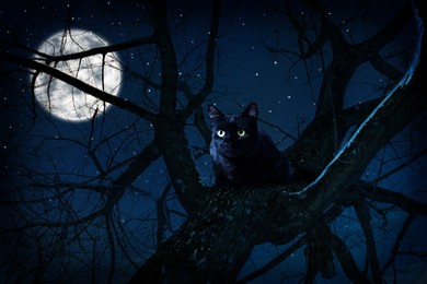 Image of Creepy black cat sitting on tree under full moon at night