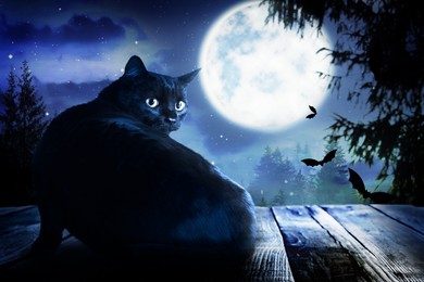 Image of Creepy black cat and bats at night under full moon light