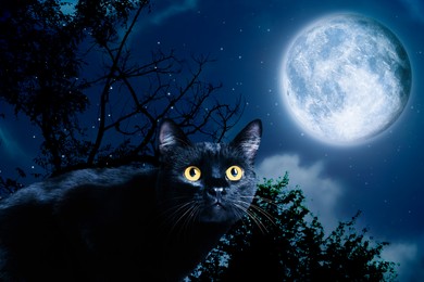 Image of Creepy black cat at night under full moon light