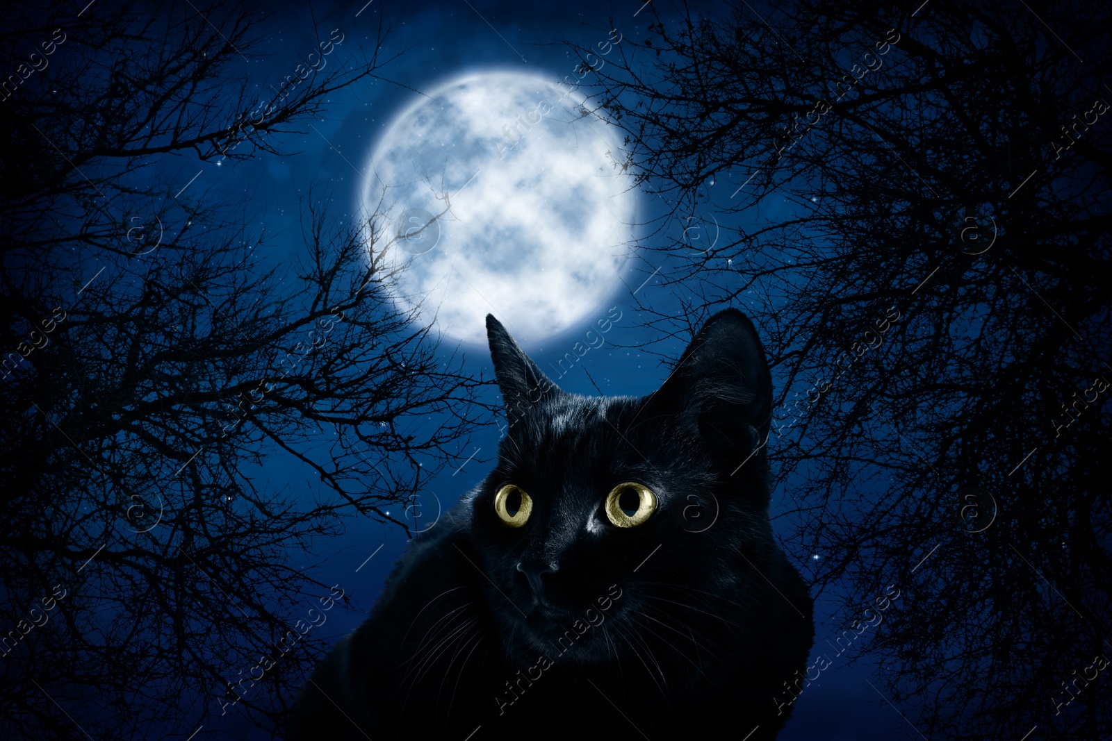 Image of Creepy black cat in forest at night under full moon light