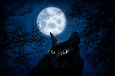 Image of Creepy black cat in forest at night under full moon light