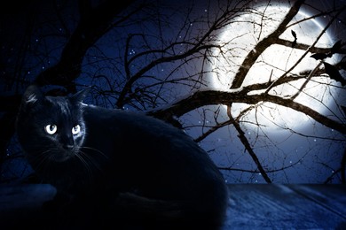 Image of Creepy black cat and bats at night under full moon light