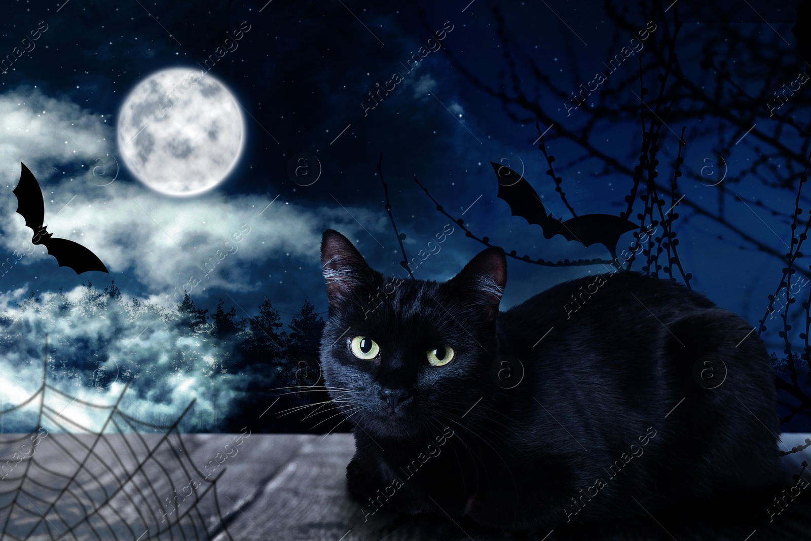 Image of Creepy black cat sitting on wooden surface at night under full moon light