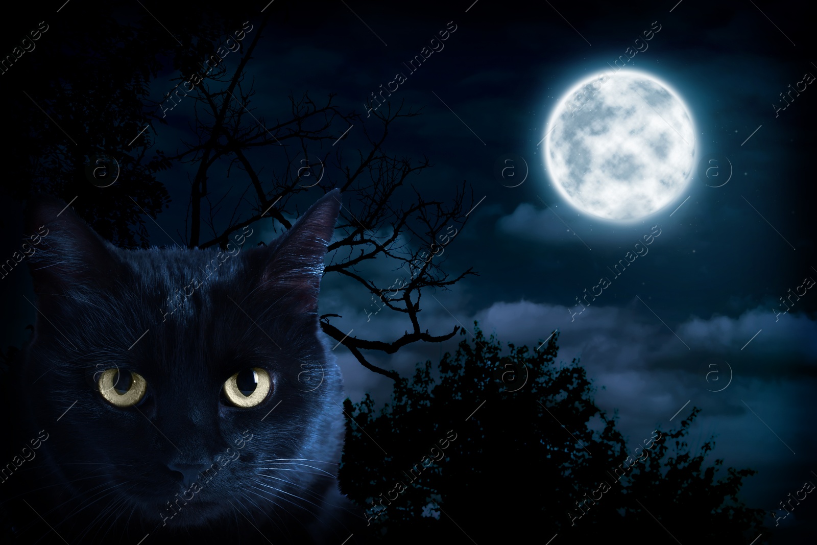 Image of Creepy black cat in forest at night under full moon light