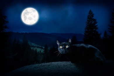 Creepy black cat on hill at night under full moon light