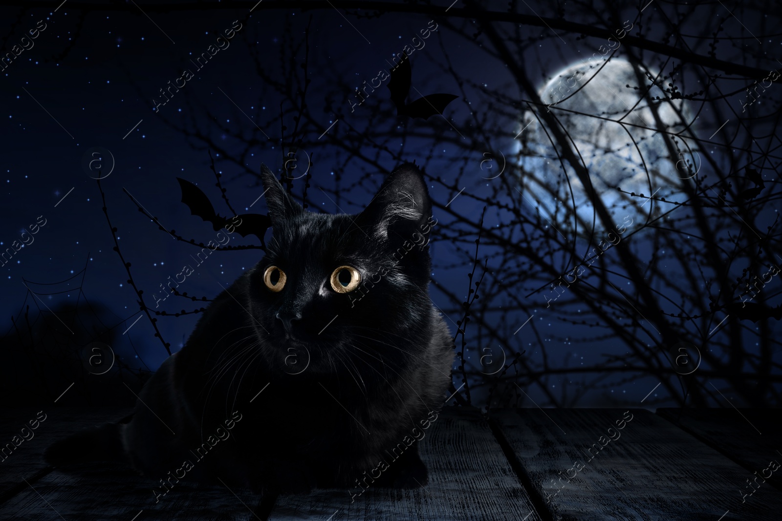 Image of Creepy black cat and bats at night under full moon light