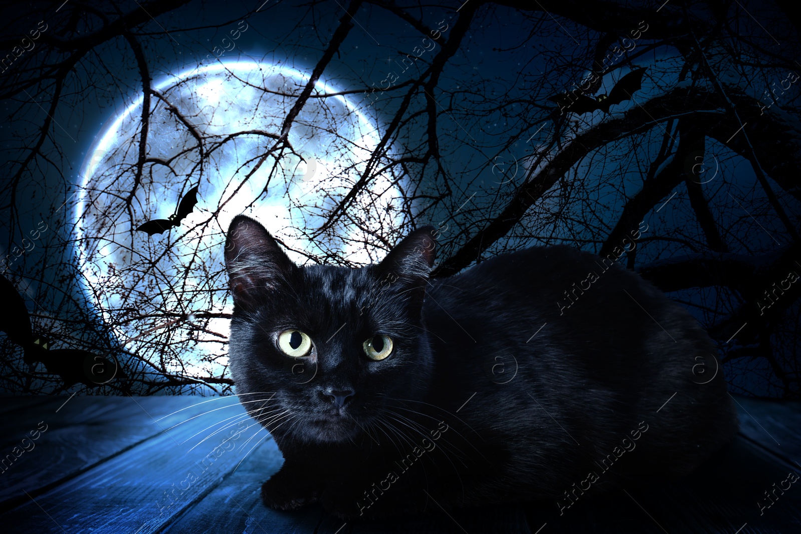 Image of Creepy black cat and bats at night under full moon light