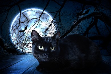 Creepy black cat and bats at night under full moon light