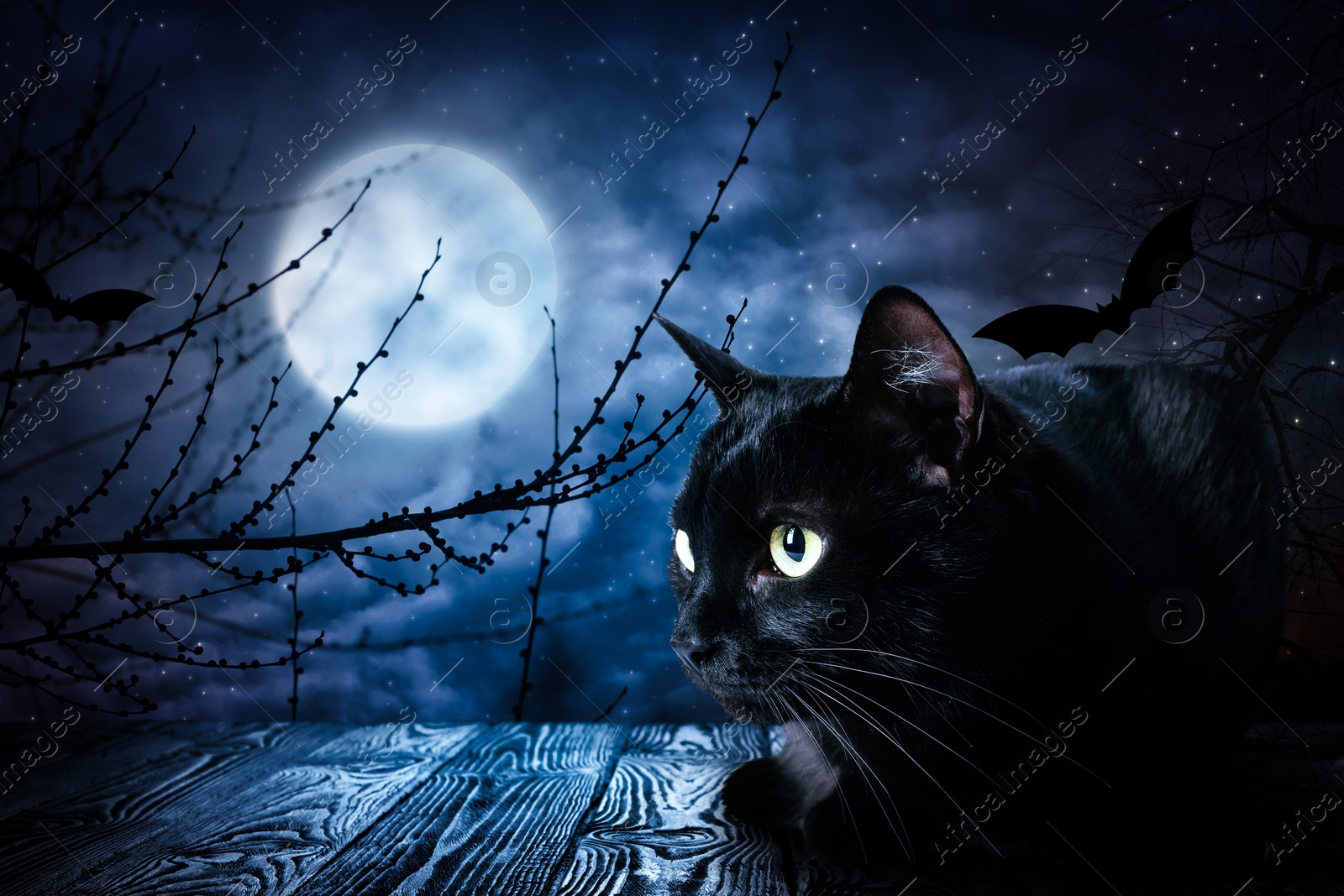 Image of Creepy black cat and bats at night under full moon light