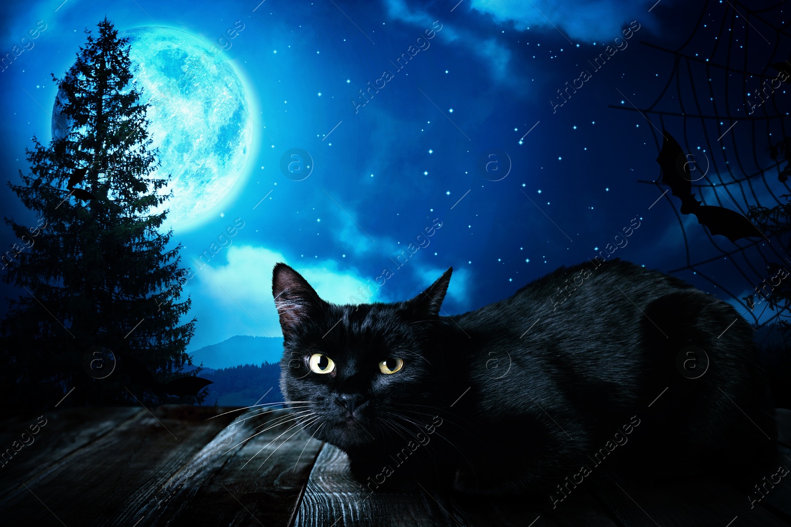 Image of Creepy black and bat cat at night under full moon light