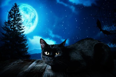 Image of Creepy black and bat cat at night under full moon light