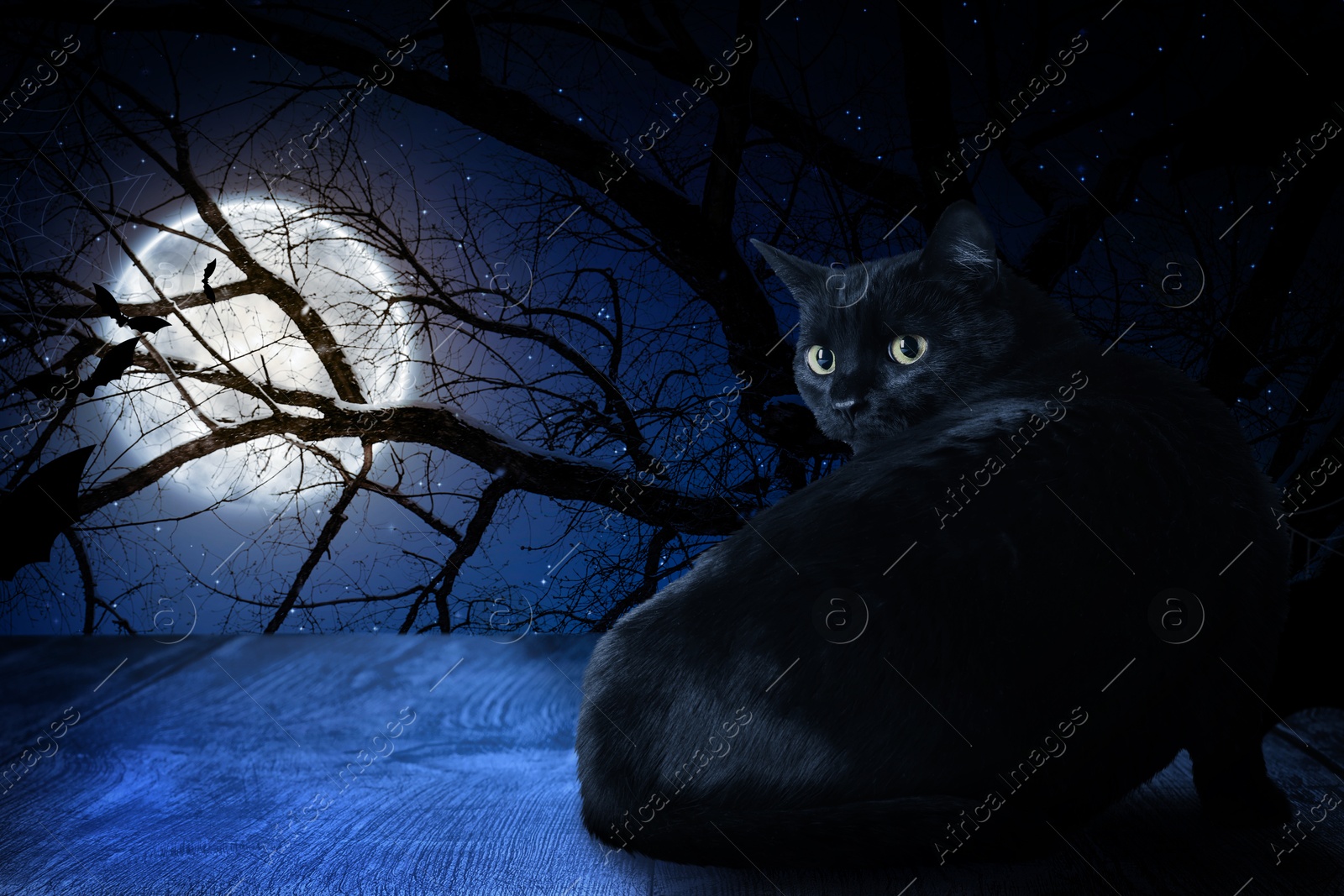 Image of Creepy black cat and bats in forest at night under full moon light