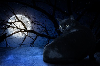 Creepy black cat and bats in forest at night under full moon light