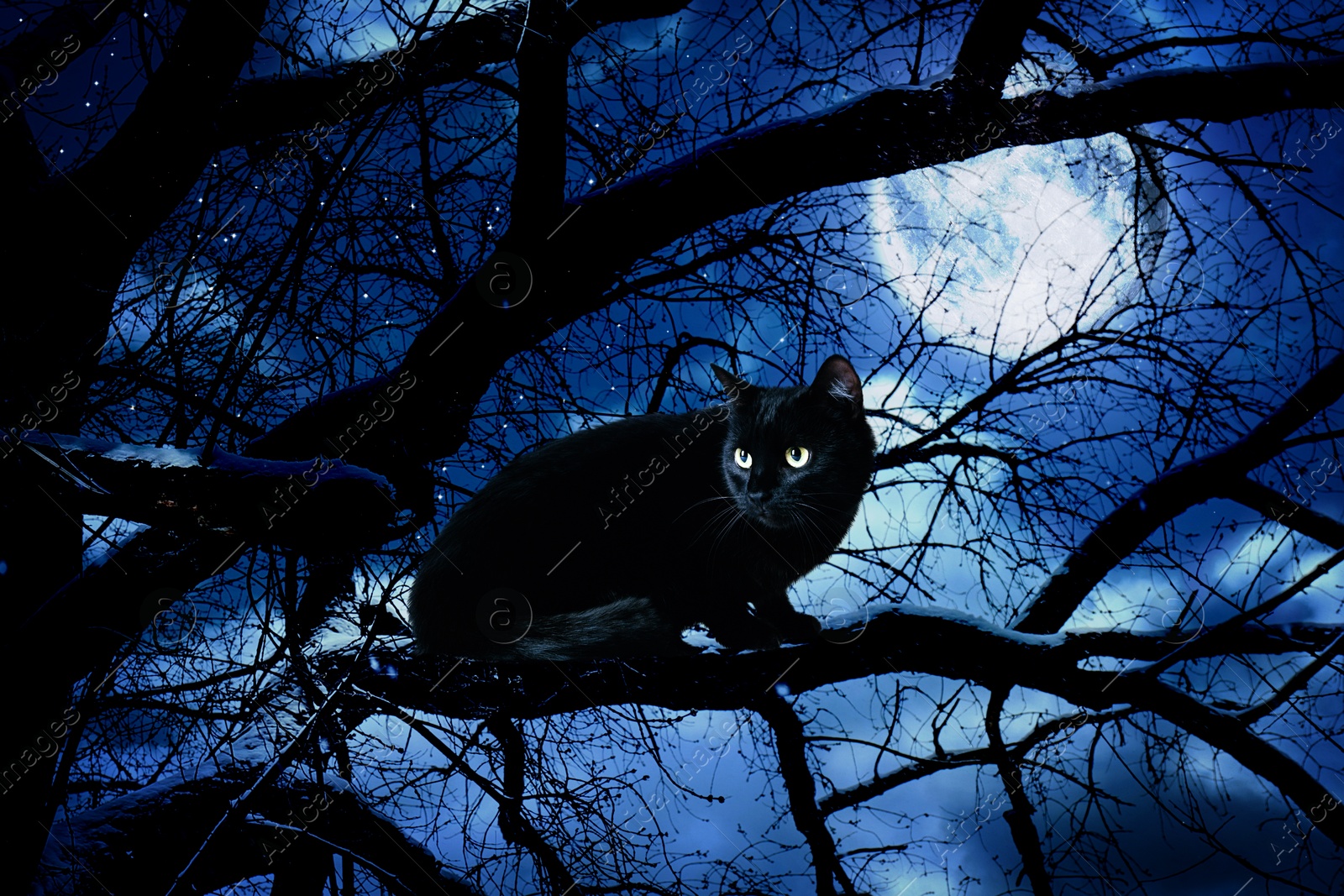 Image of Creepy black cat on tree at night under full moon light