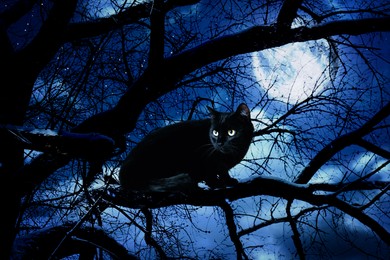 Creepy black cat on tree at night under full moon light