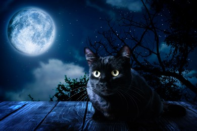 Image of Creepy black cat at night under full moon light