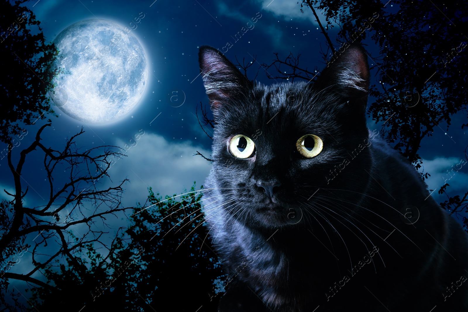 Image of Creepy black cat at night under full moon light