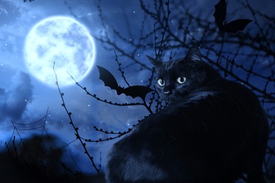 Image of Creepy black cat and bats at night under full moon light