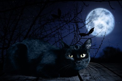 Image of Creepy black cat and bats at night under full moon light