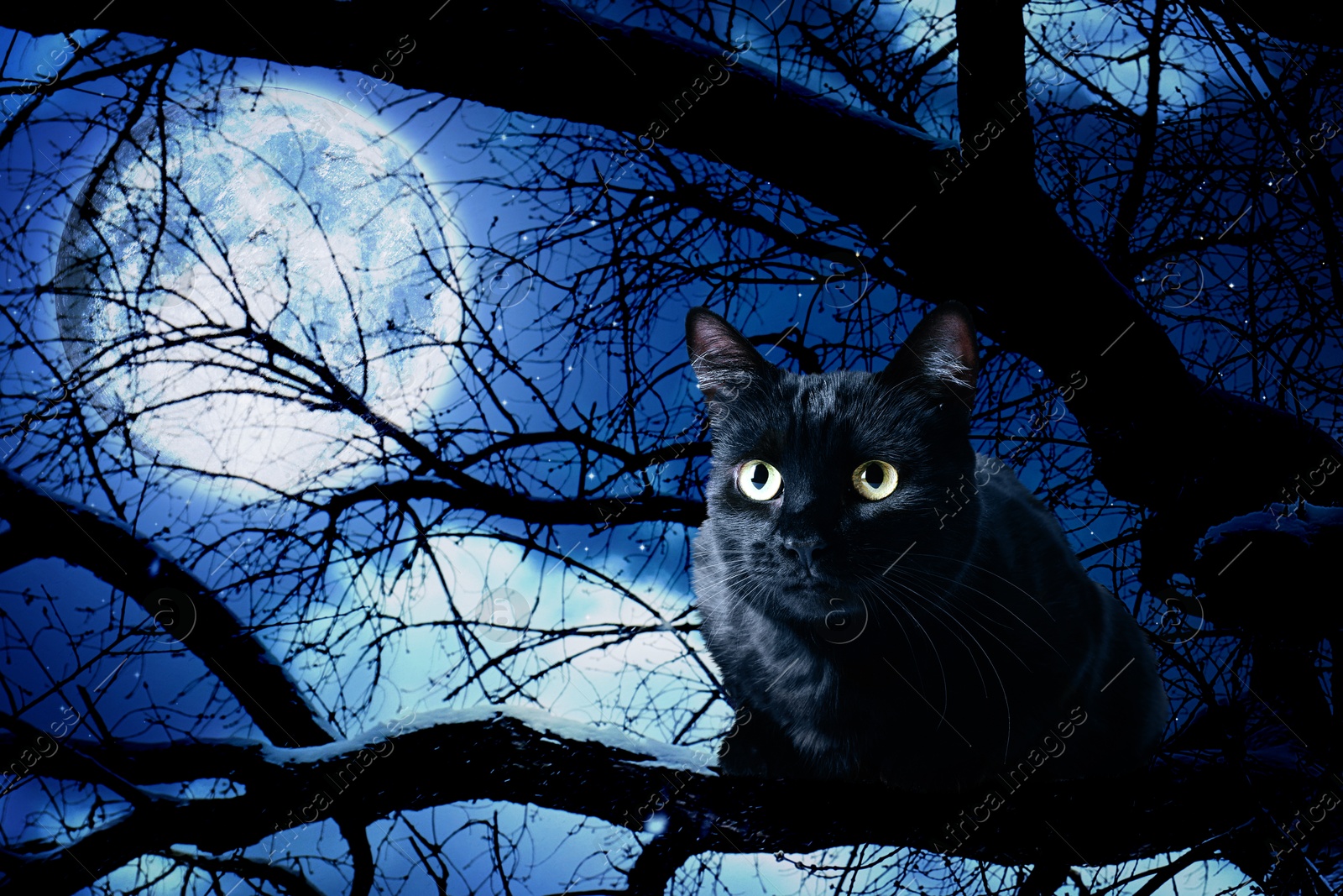 Image of Creepy black cat on tree at night under full moon light