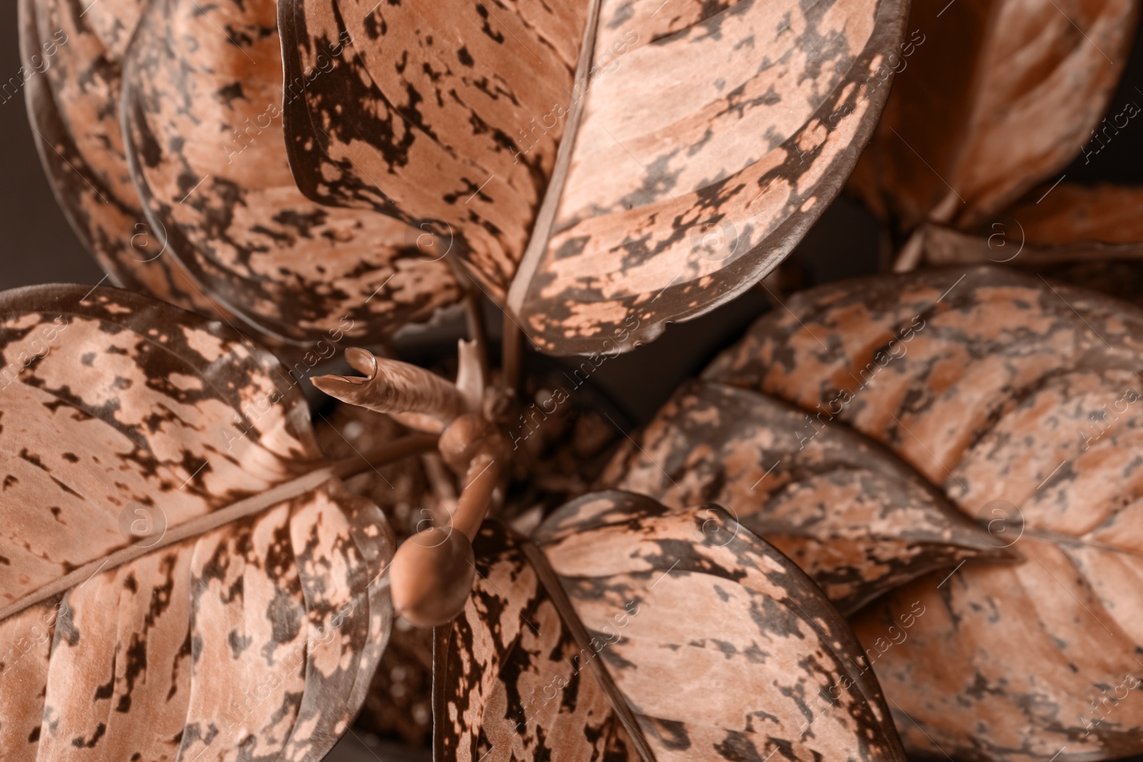 Image of Plant with beautiful leaves, toned in mocha mousse shade. Trendy color of 2025 year