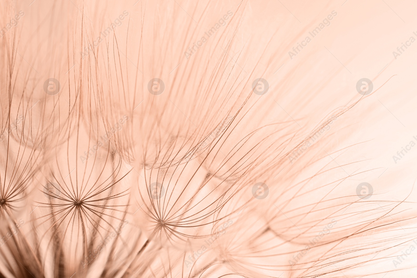 Image of Beautiful fluffy dandelion flower, toned in mocha mousse shade. Trendy color of 2025 year