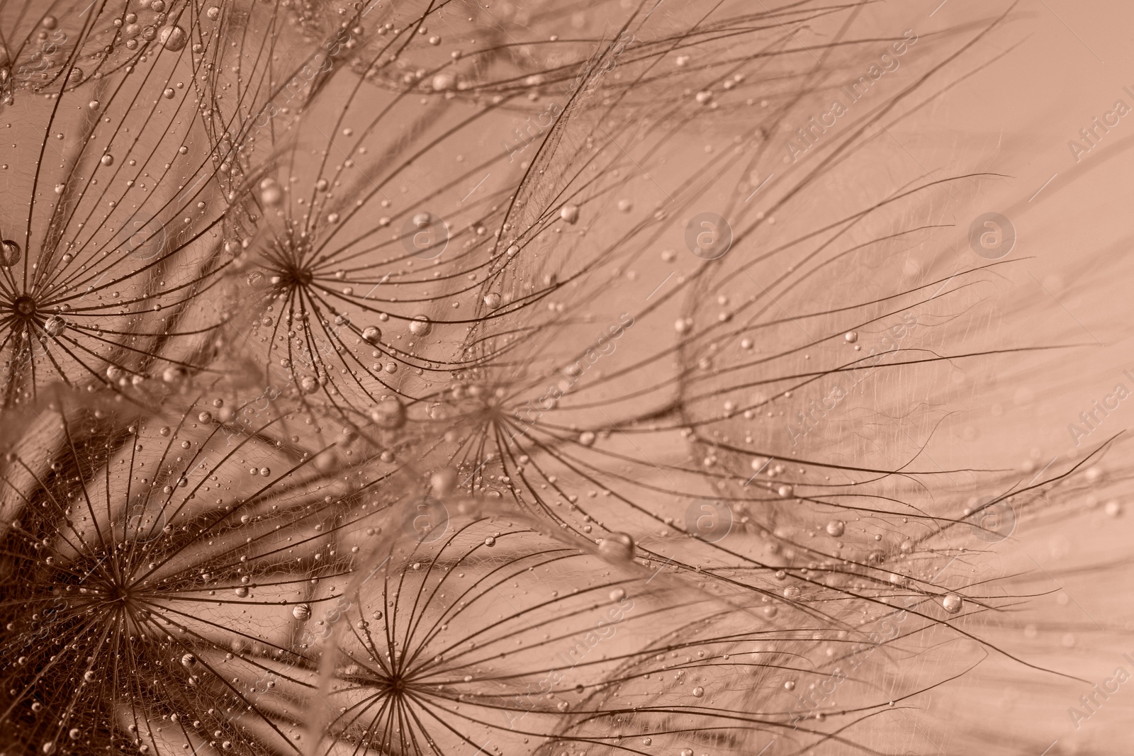 Image of Beautiful fluffy dandelion flower with water drops, toned in mocha mousse shade. Trendy color of 2025 year