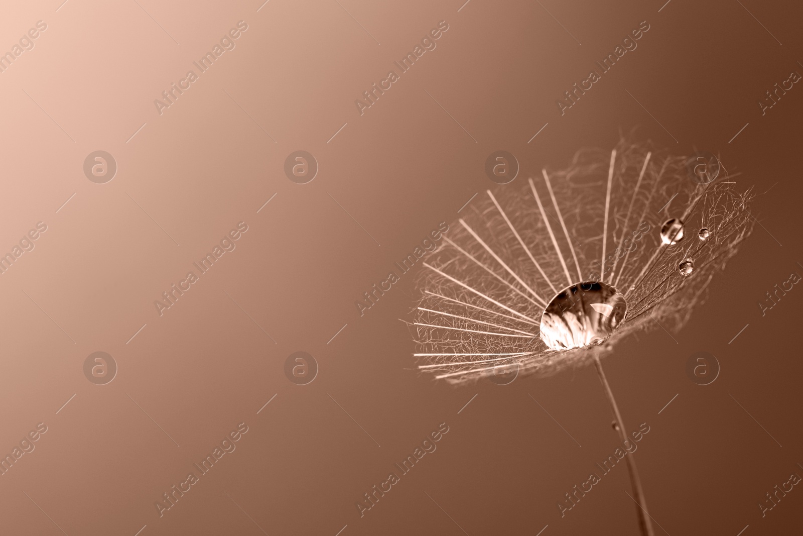 Image of Seed of dandelion flower with water drops, toned in mocha mousse shade. Trendy color of 2025 year