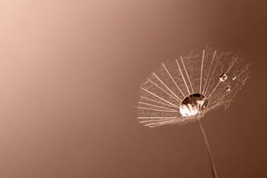 Image of Seed of dandelion flower with water drops, toned in mocha mousse shade. Trendy color of 2025 year