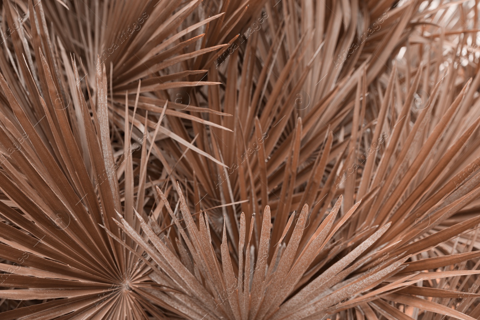 Image of Beautiful tropical leaves, toned in mocha mousse shade. Trendy color of 2025 year