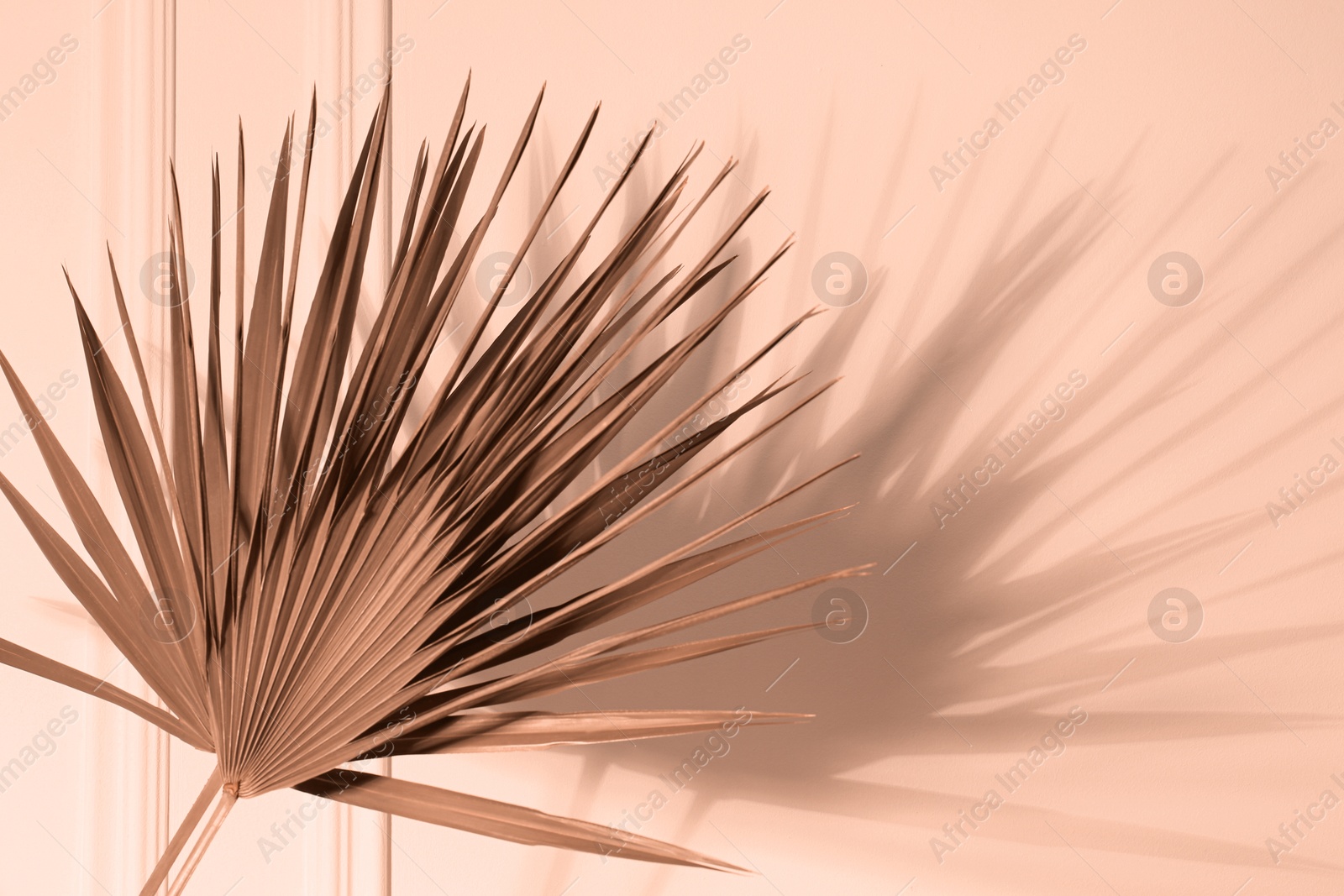 Image of Beautiful tropical leaf, toned in mocha mousse shade. Trendy color of 2025 year