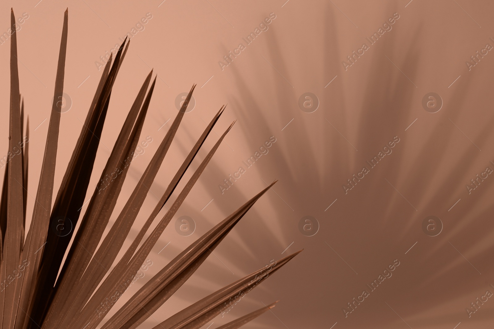 Image of Beautiful tropical leaf, toned in mocha mousse shade. Trendy color of 2025 year