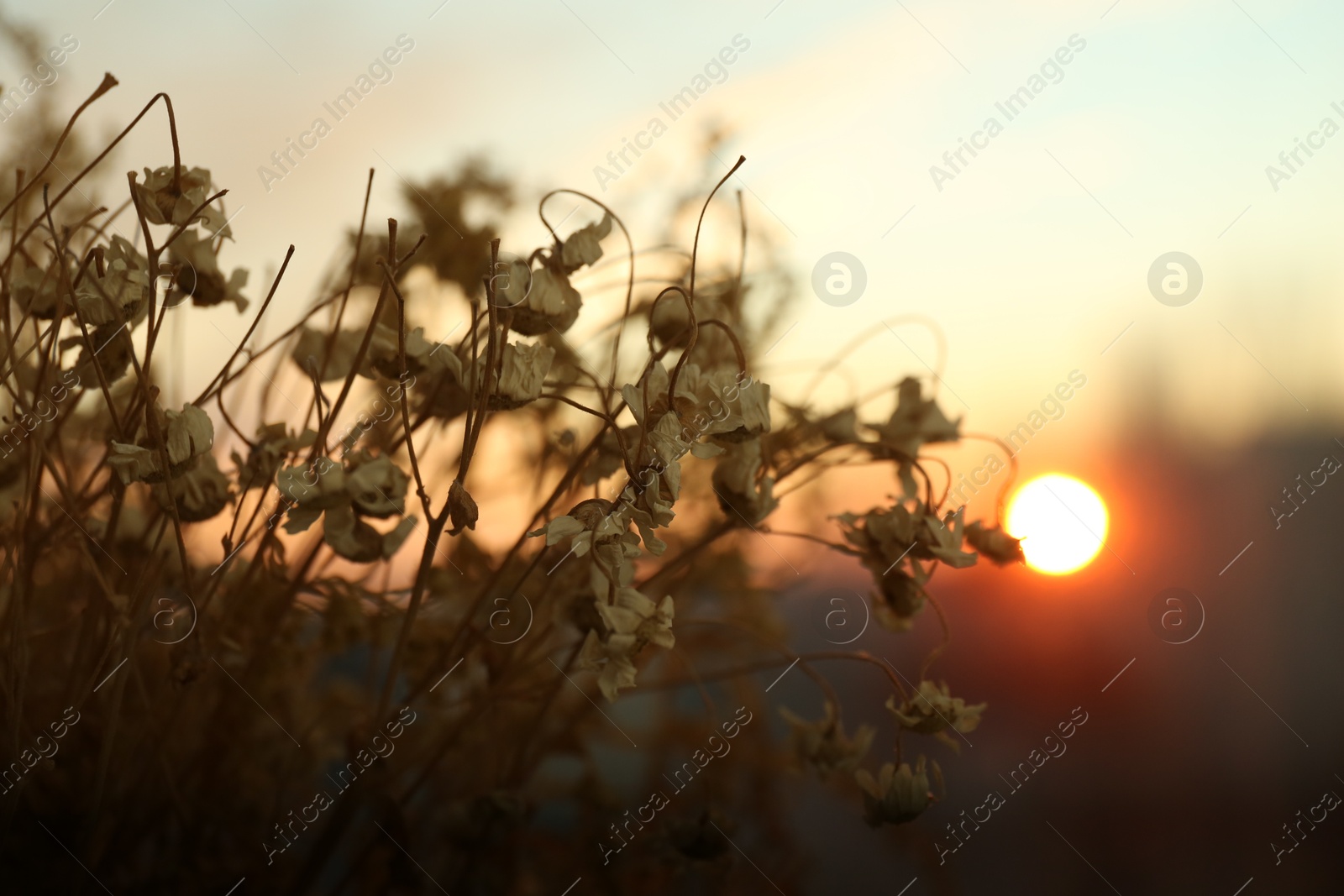 Photo of Beautiful view of plants at sunset, closeup