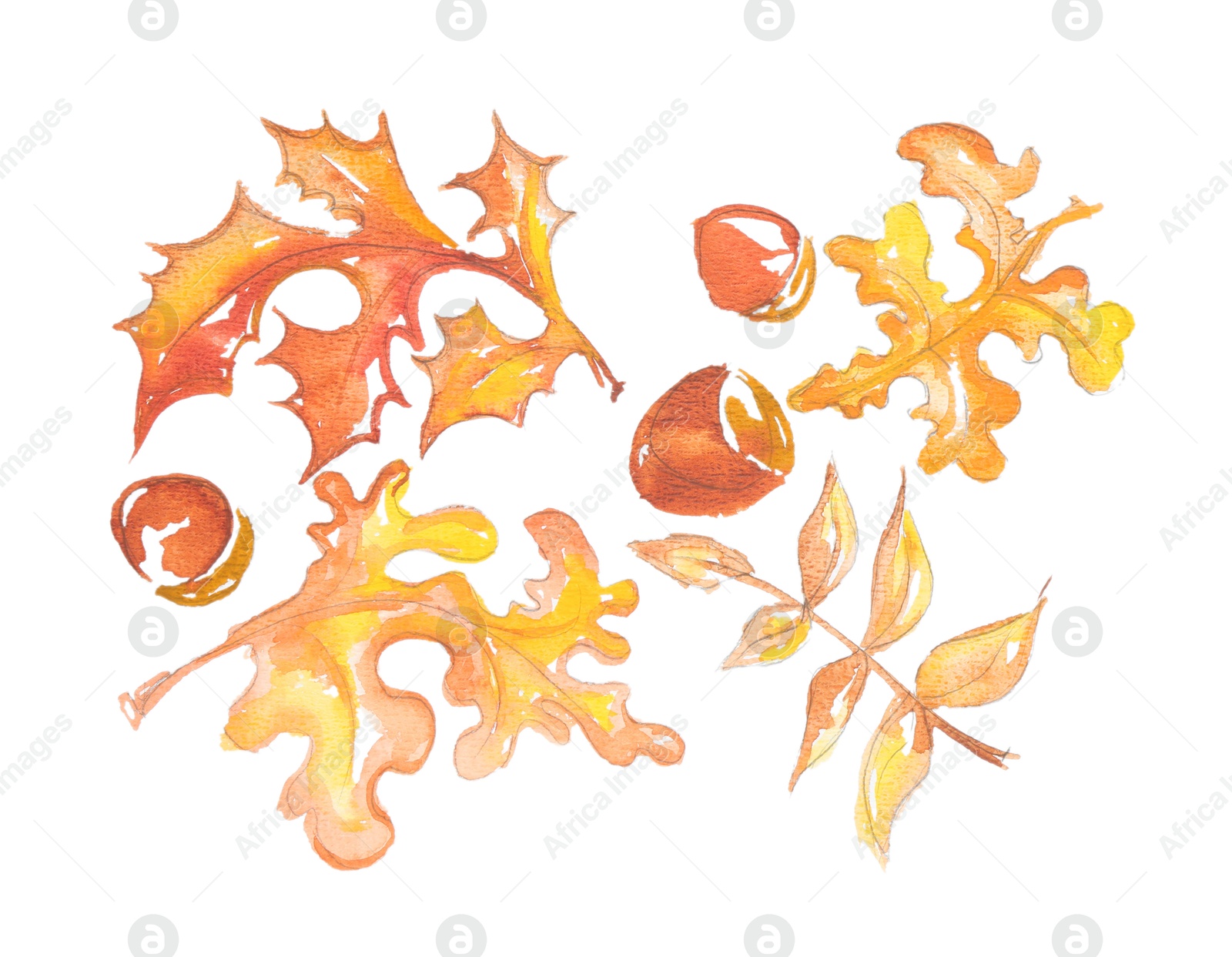 Photo of Watercolor painting of autumn leaves and acorns isolated on white, top view