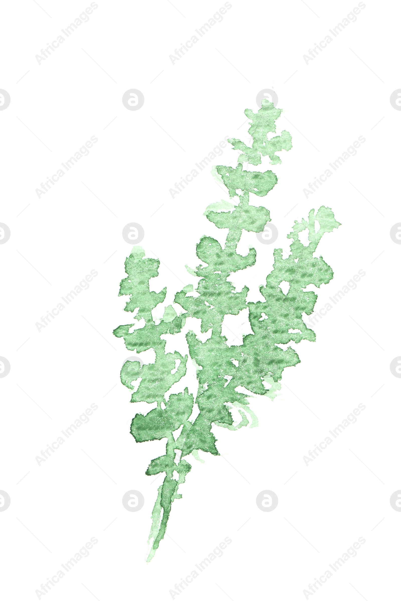 Photo of Watercolor painting of green plant isolated on white