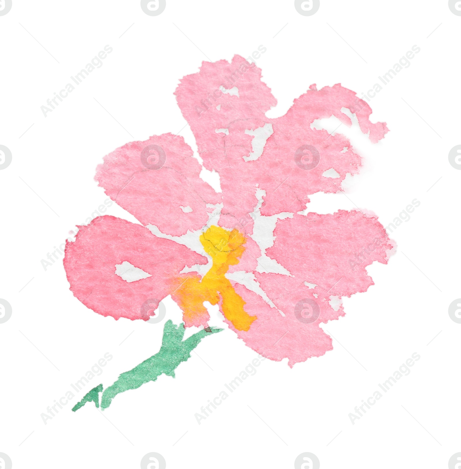 Photo of Watercolor painting of beautiful flower isolated on white, top view