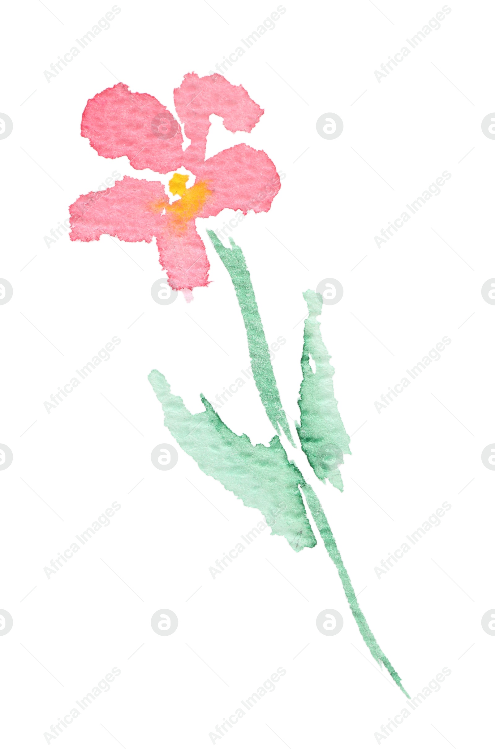 Photo of Watercolor painting of beautiful flower isolated on white, top view