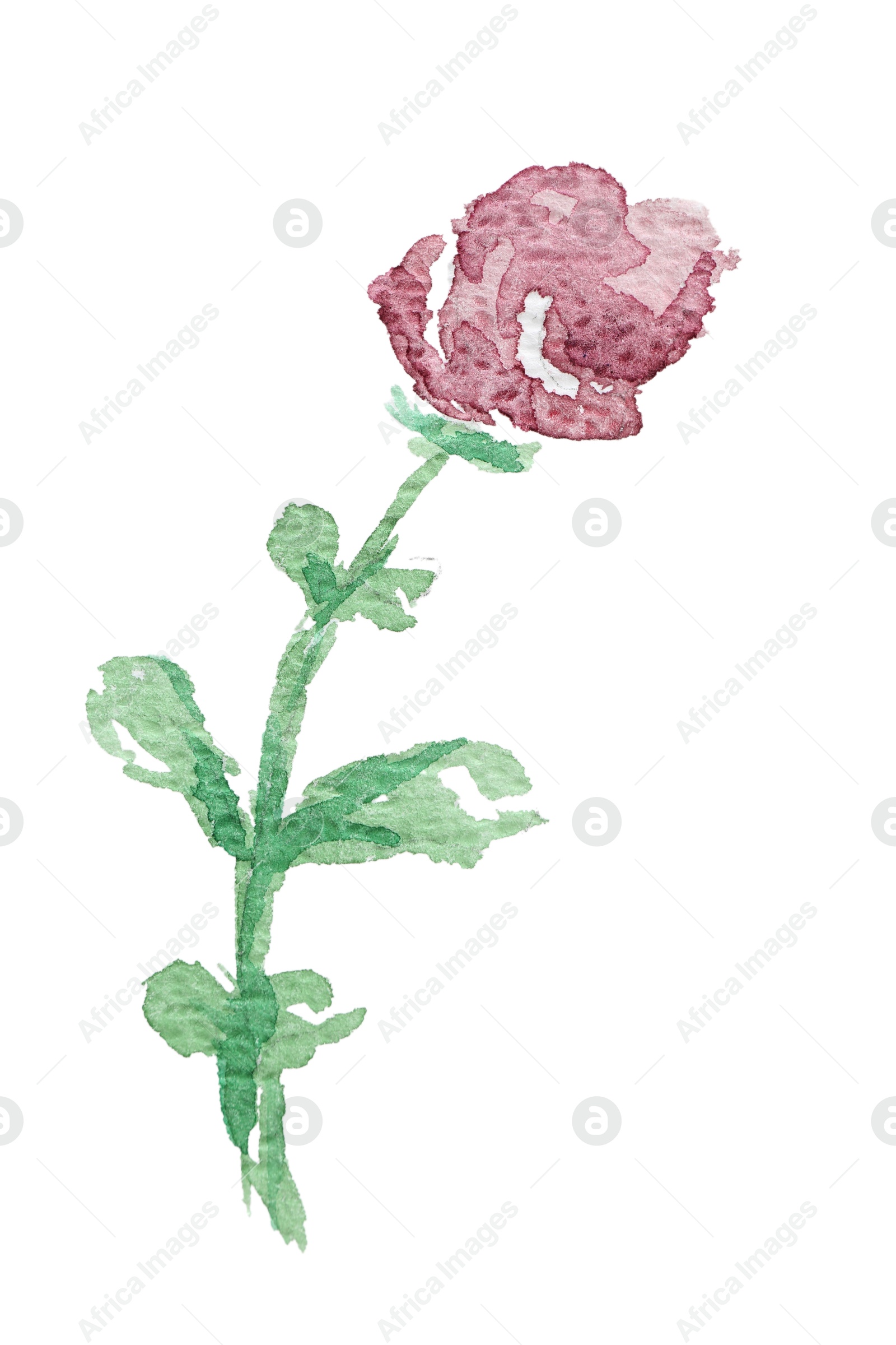 Photo of Watercolor painting of beautiful flower isolated on white, top view