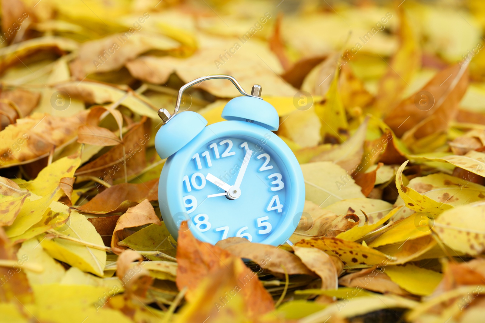 Photo of Autumn time. Alarm clock on fallen leaves, closeup