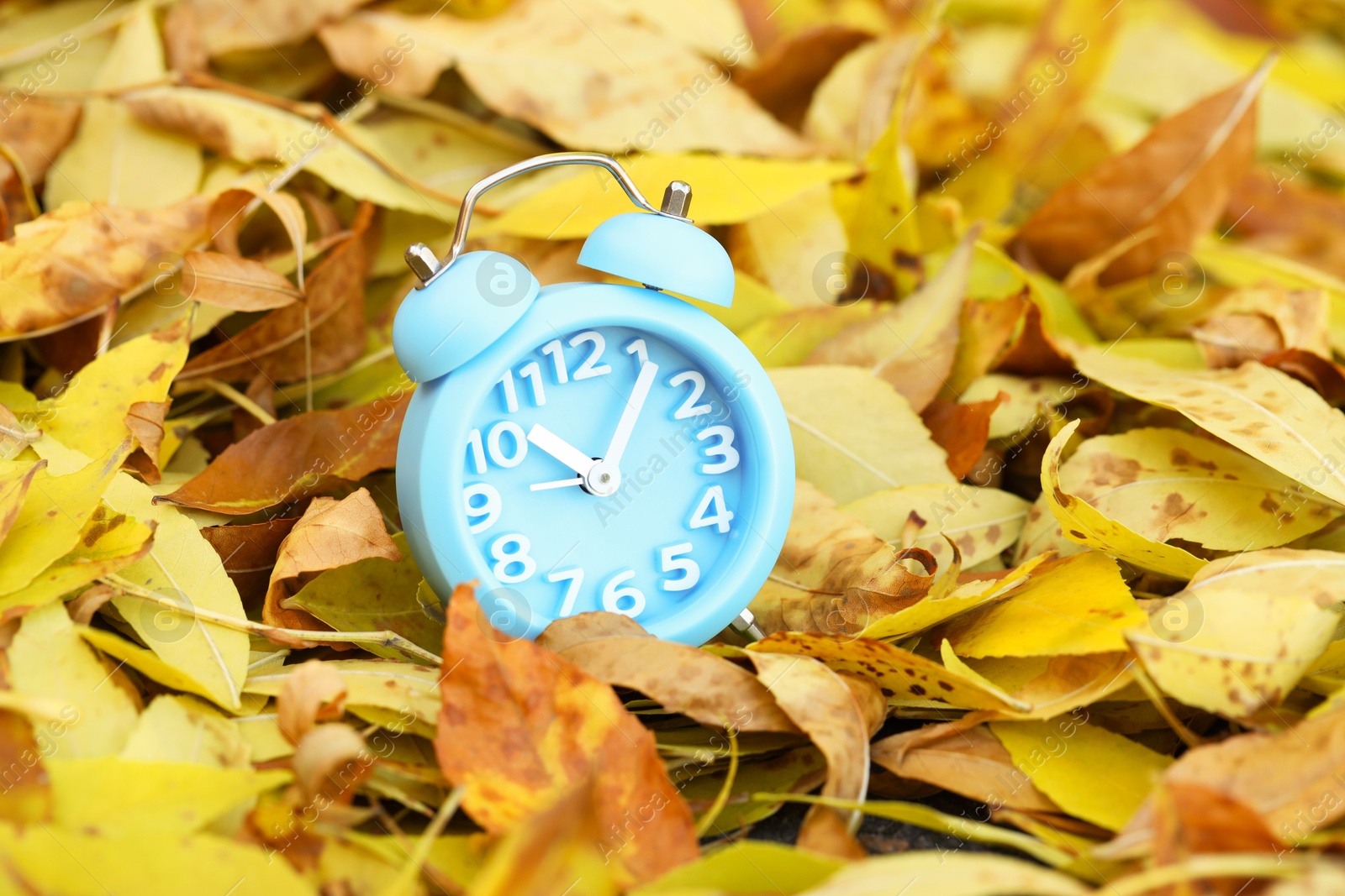 Photo of Autumn time. Alarm clock on fallen leaves, closeup