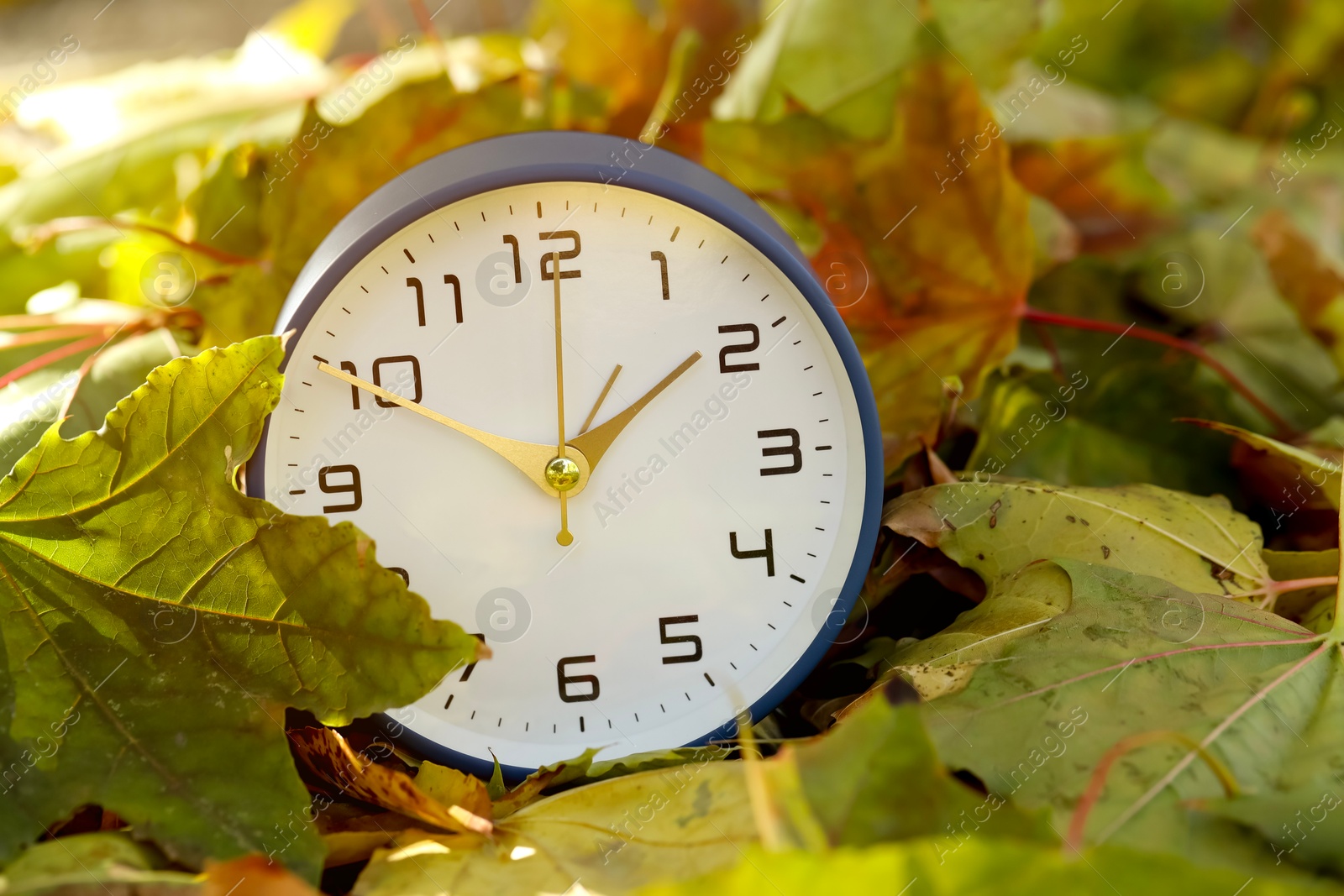 Photo of Autumn time. Alarm clock among fallen leaves, closeup