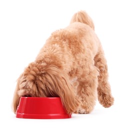 Photo of Cute dog eating pet food from feeding bowl on white background