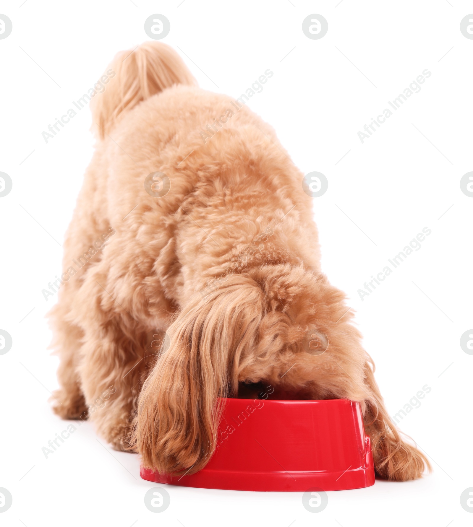 Photo of Cute dog eating pet food from feeding bowl on white background